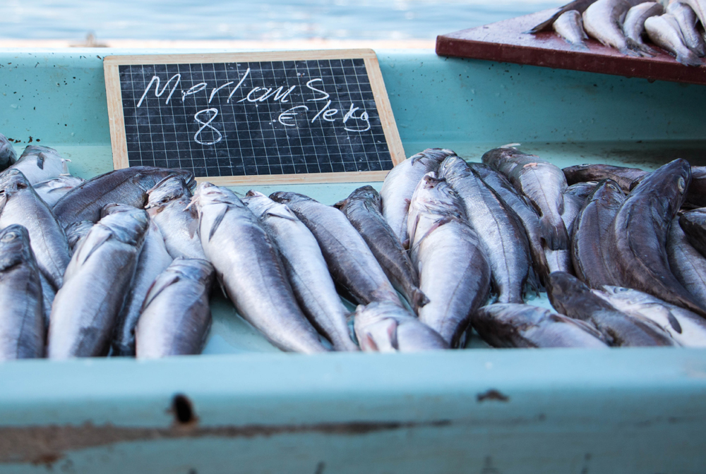 Marseille, retour de pêche, Vieux port, Marché aux poissons, Merlan